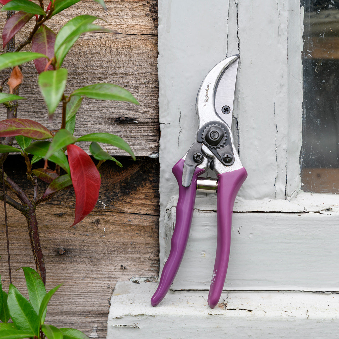 Asteraceae Secateur