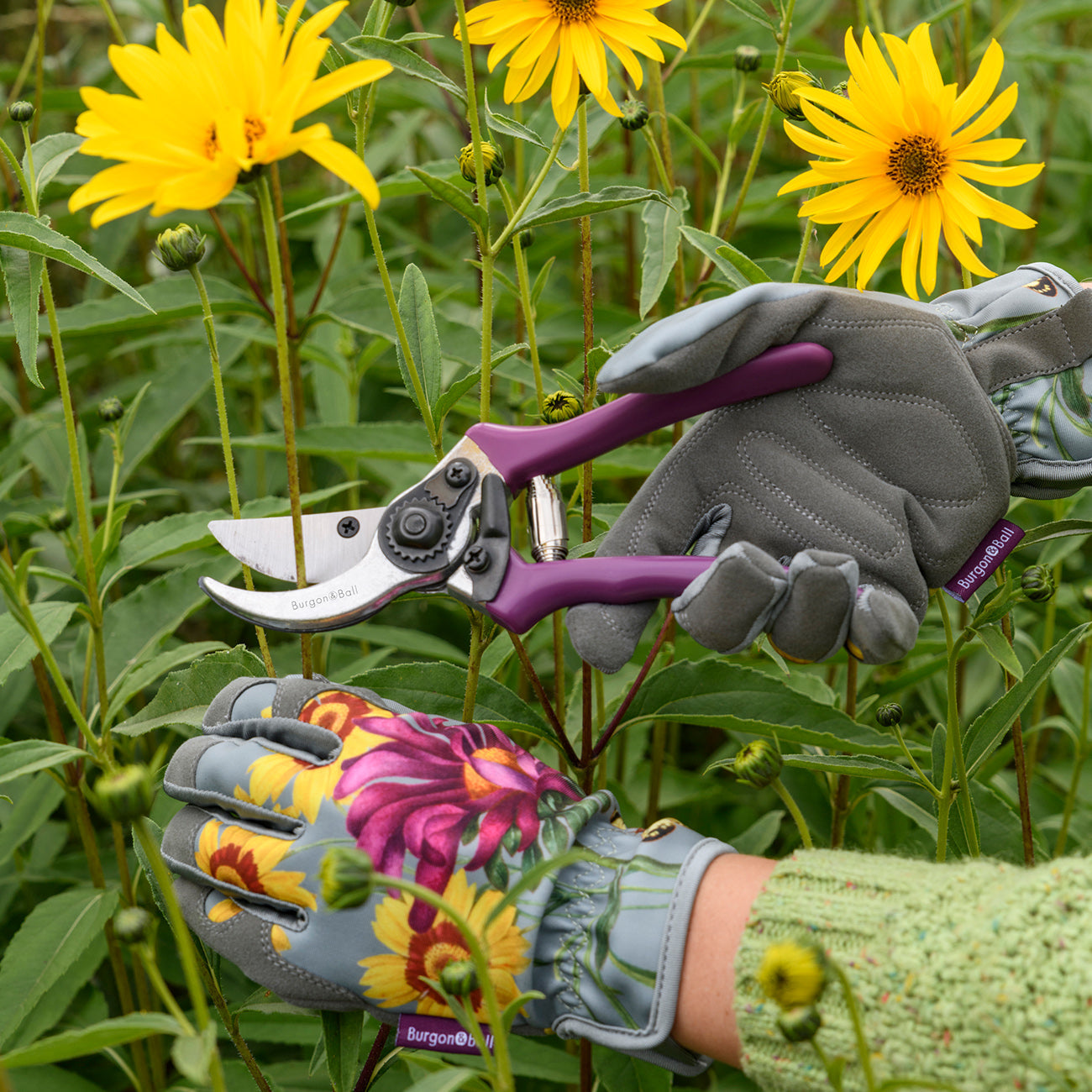 Asteraceae Secateur